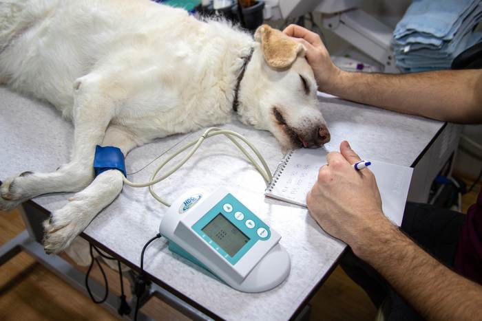 Ветеринарный врач измеряет давление у собаки, фото фотография