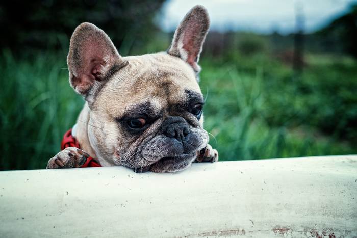 Старый французский бульдог, фото фотография собаки