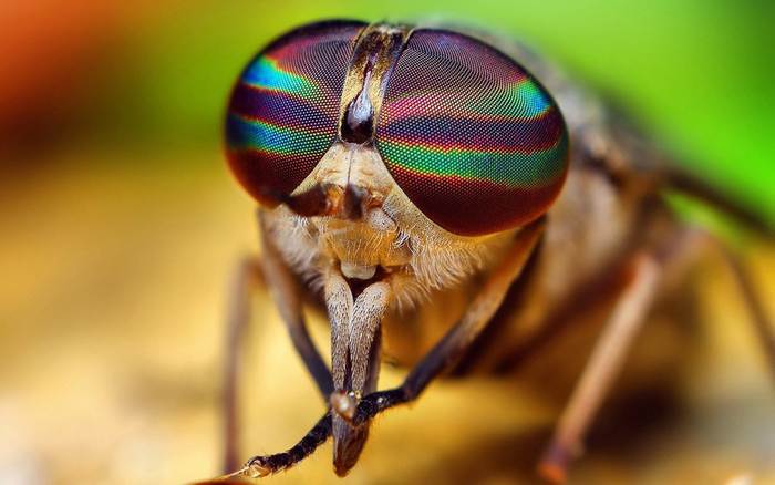 Глаза мухи, фото фотография насекомые