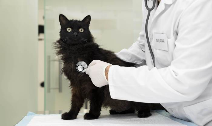 Ветеринар слушает сердцебиение черной кошки, фото фотография 