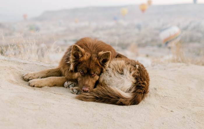 Пес ливерного окраса лежит на песке, фото фотография 