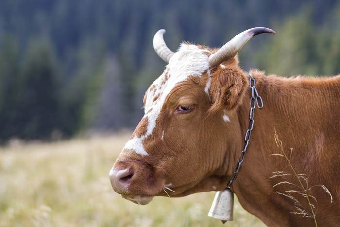 Корова с рогами загнутыми назад, фото животные фотография 