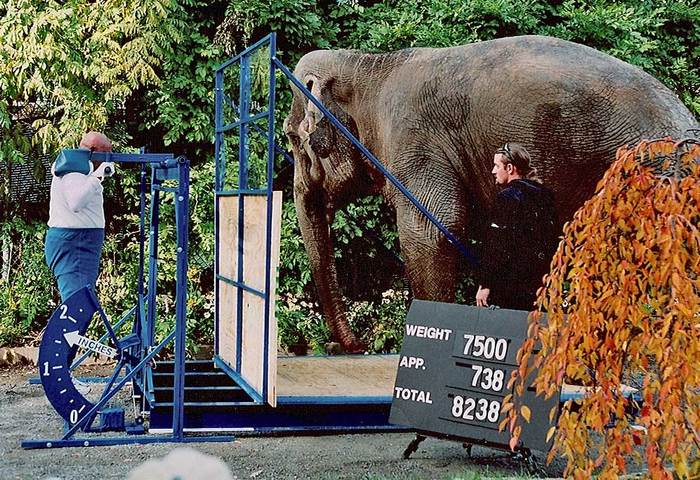 Шри Чинмой приподнимает слона массой 3 402 кг 