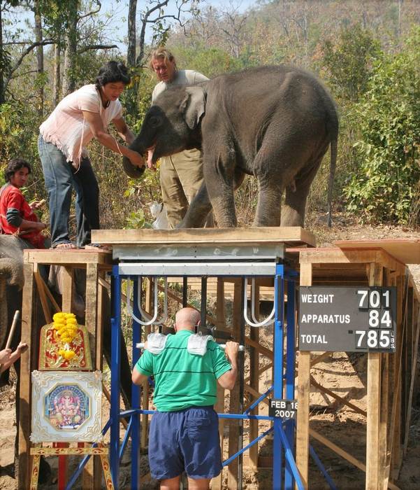 Шри Чинмой поднимает слонёнка массой 318 кг 