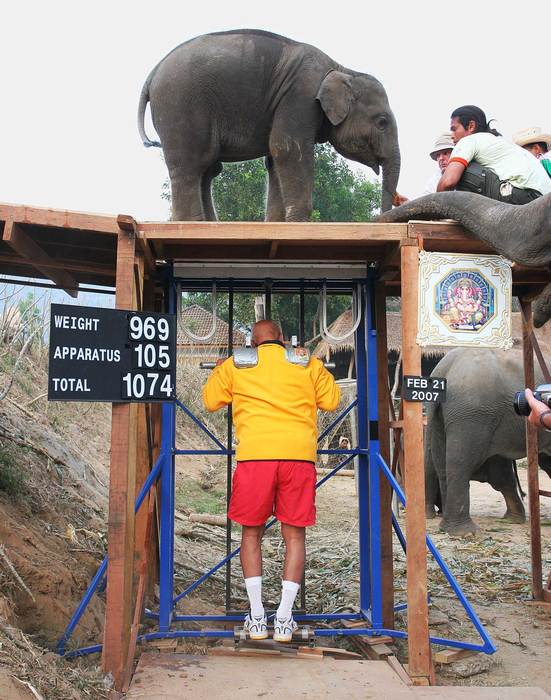 Шри Чинмой поднимает слонёнка массой 439 кг 500 граммов