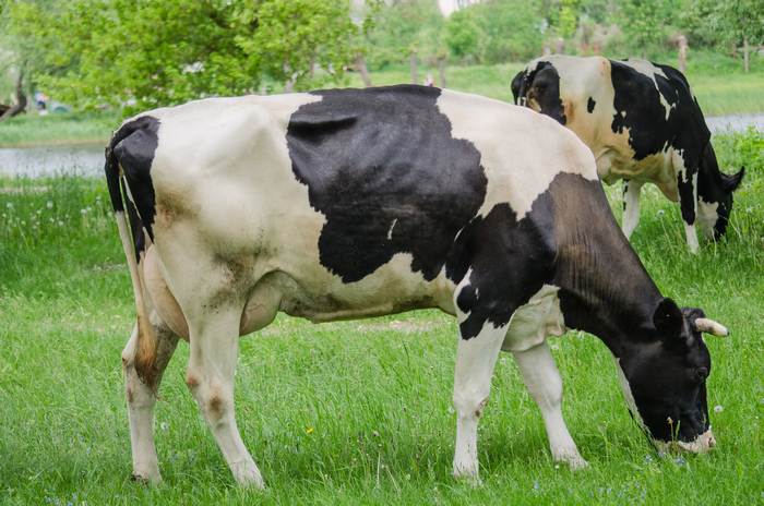 Черно-белая домашняя корова, фото фотография животные