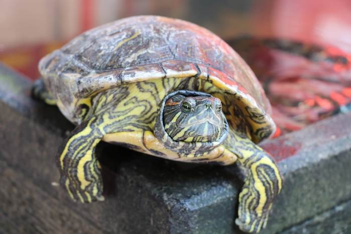 Красноухая черепаха крупным планом, фото фотография рептилии