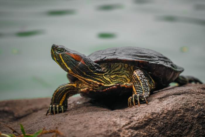 Красноухая черепаха, фото фотография рептилии