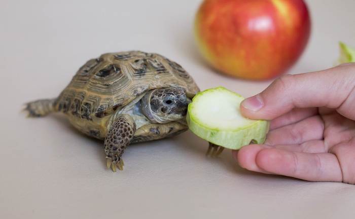 Сухопутную черепаху кормят кабачком с рук, фото фотография рептилии