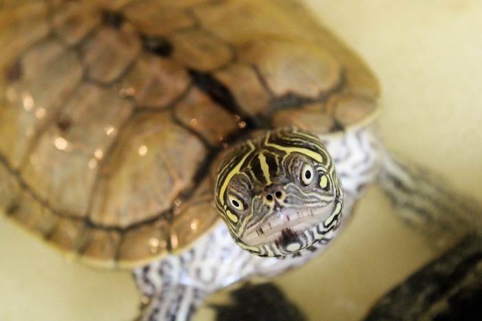 Желтоухая черепаха крупным планом, фото фотография рептилии