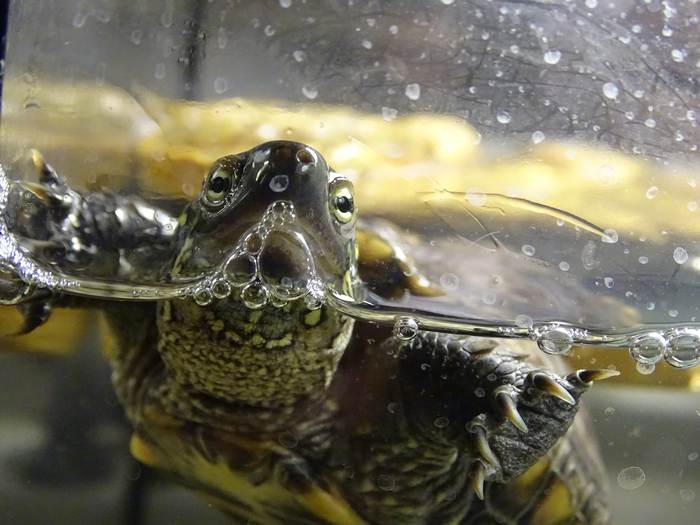Красноухая черепаха в воде, фото фотография рептилии