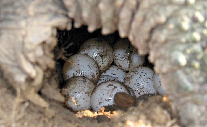 Яйца каймановой черепахи (Chelydra serpentina), фото фотография рептилии