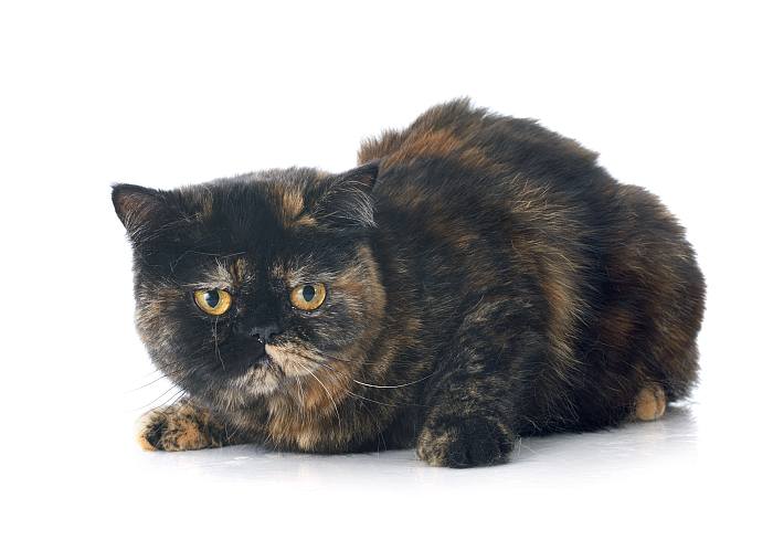 Экзотическая короткошерстная кошка, фото фотография кошки