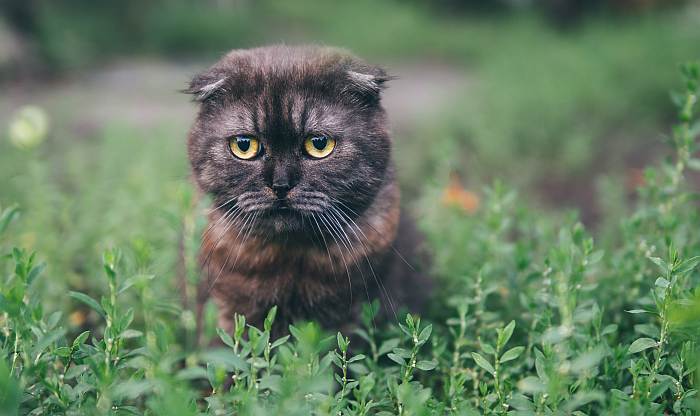 Скоттиш-фолд, шотландская вислоухая кошка, фото фотография