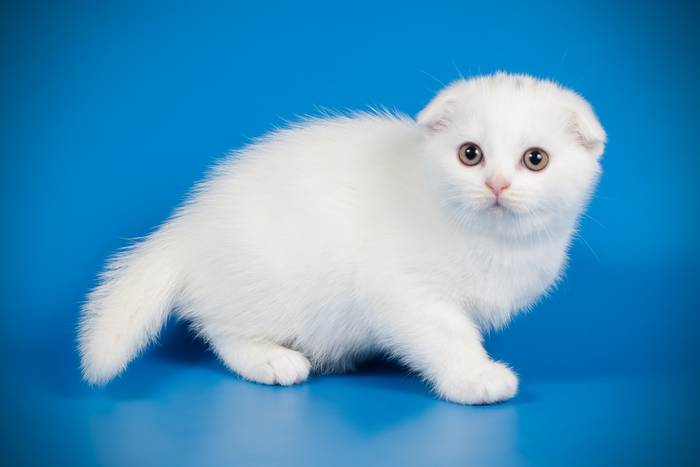 Белый котенок скоттиш-фолда, шотландская вислоухая кошка, кошки фото фотография