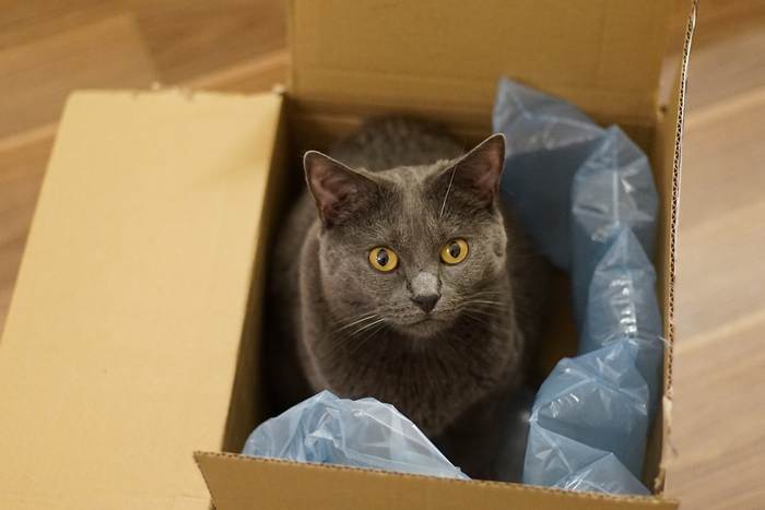 Картезианская кошка (шартрез), фото фотография
