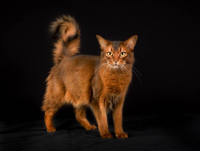 Сомалийская кошка, сомали, фото фотография