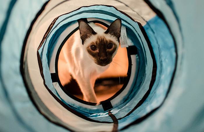 Сиам, сиамская кошка котенок, фото фотография