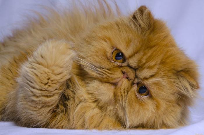 Рыжая персидская кошка экстремального типа, фото фотография
