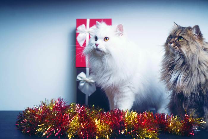 Персидская кошка, перс, фото фотография