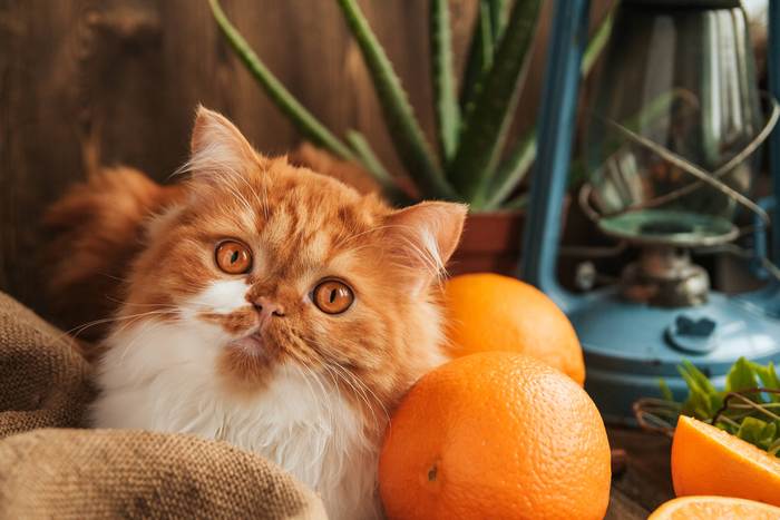 Персидская кошка рыжего окраса, фото фотография