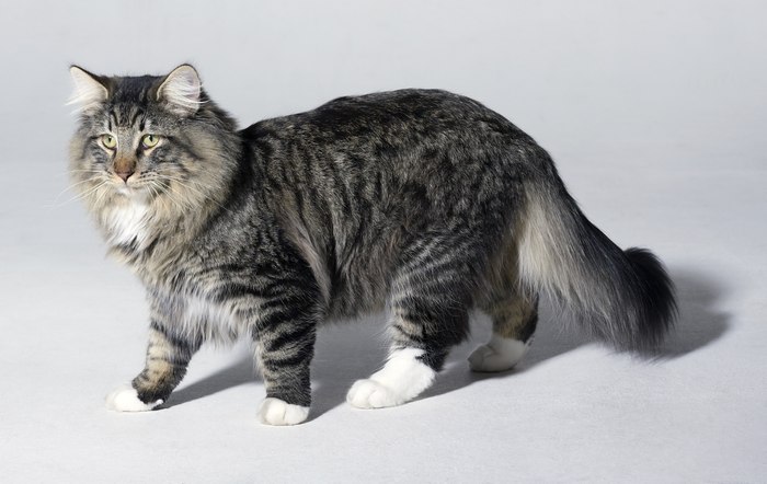 Норвежская лесная кошка, фото фотография
