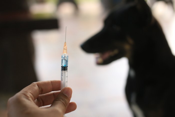 Шприц с вакциной, прививка для собак, фото фотография