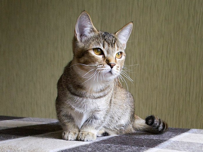 Манчкин, коротколапая кошка, фото породы кошки фотография