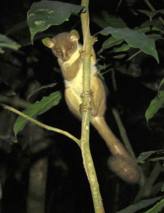 Галаго Томаса (Galagoides thomasi), фото фотография приматы