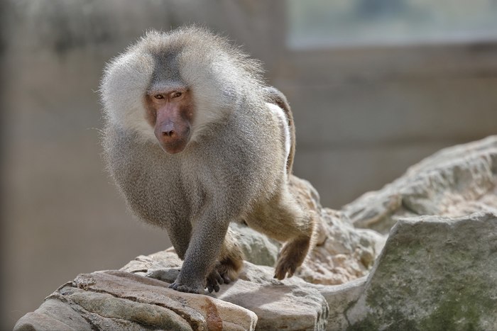 Гамадрил, или плащеносный павиан (Papio hamadryas), фото фотография приматы