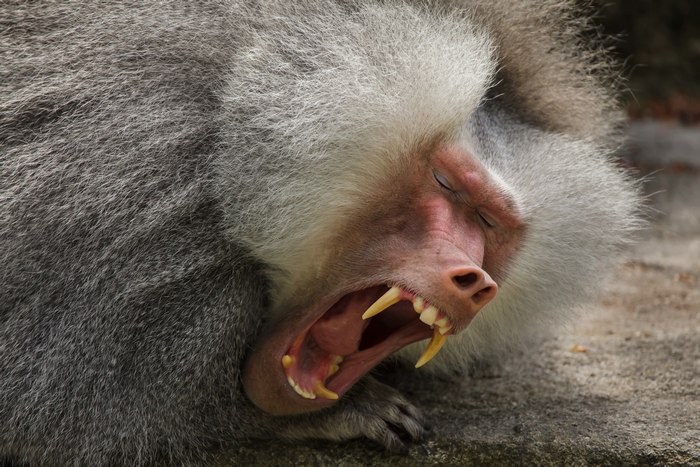 Гамадрил, или плащеносный павиан (Papio hamadryas), фото фотография приматы