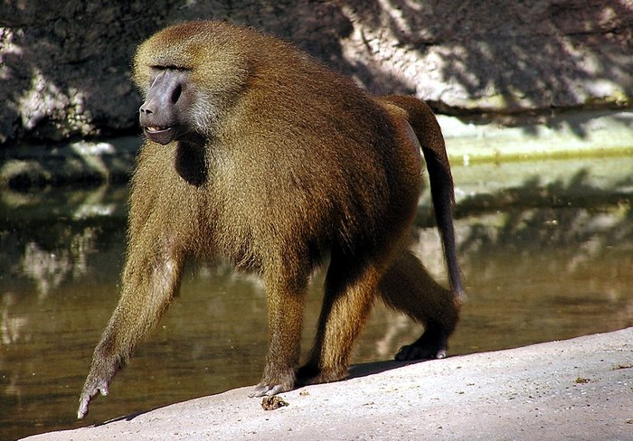 Гвинейский павиан, или сфинкс (Papio papio), фото фотография приматы