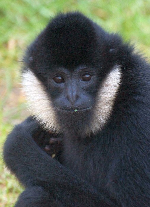 Белощёкий гиббон (Nomascus concolor), фото фотография приматы