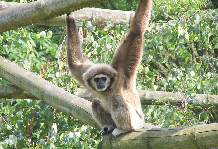 Белорукий гиббон, или лар (Hylobates lar), фото фотография приматы