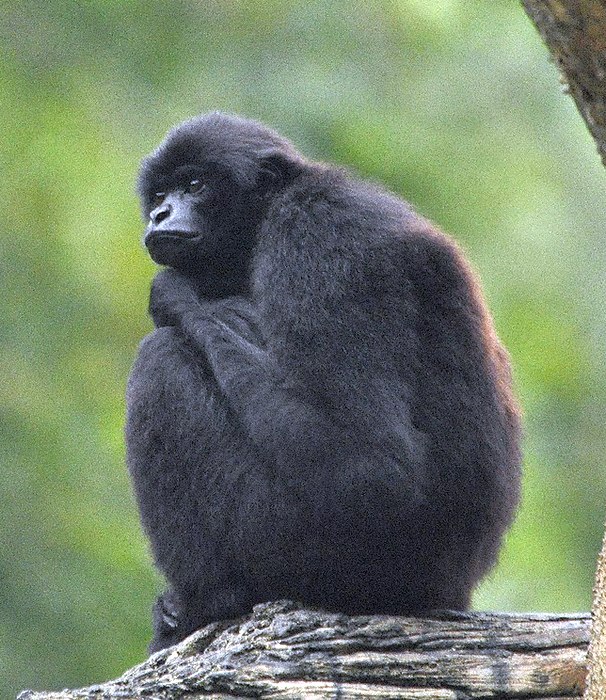 Карликовый гиббон (Hylobates klossii), фото фотография приматы