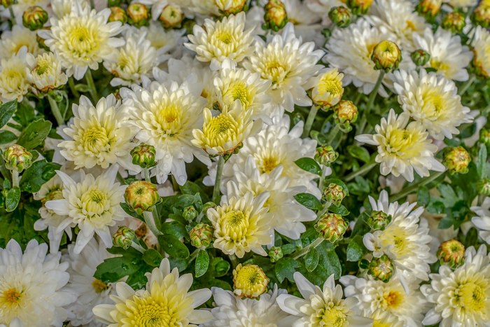  (Chrysanthemum),   