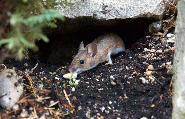 Обыкновенная лесная мышь (Apodemus sylvaticus), фото картинка грызуны
