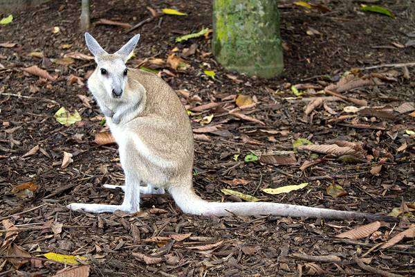 Короткокоготный кенгуру (Onychogalea fraenata), фото сумчатые животные фотография картинка
