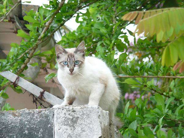 Охос азулес, или голубоглазка (Ojos azules cat), фото породы кошек фотография картинка
