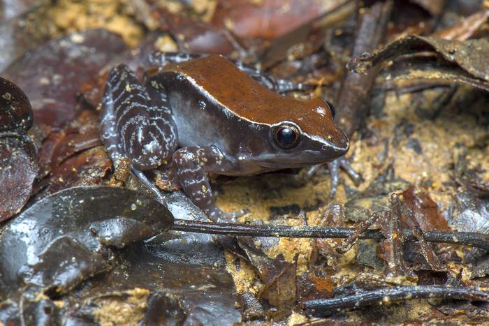 Зеброногая лягушка (Abavorana luctuosa), фото фотография амфибии