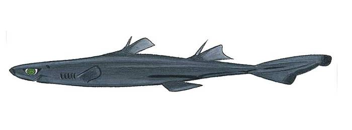 Африканская чёрная акула (Etmopterus polli), фото фотография рыбы