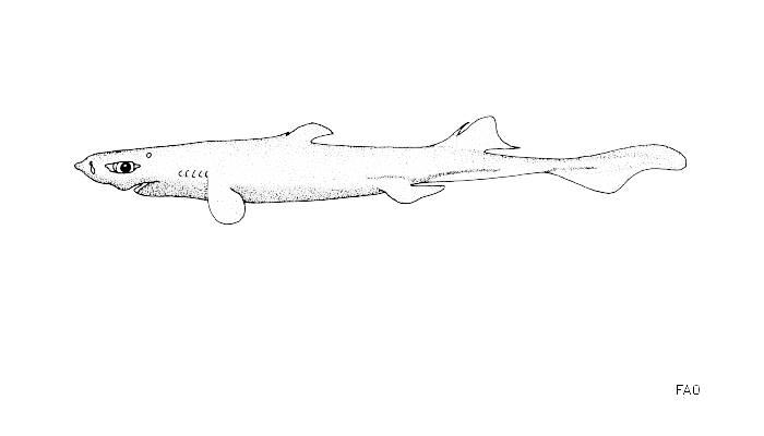 Гребнезубая чёрная акула (Etmopterus decacuspidatus), фото фотография рыбы