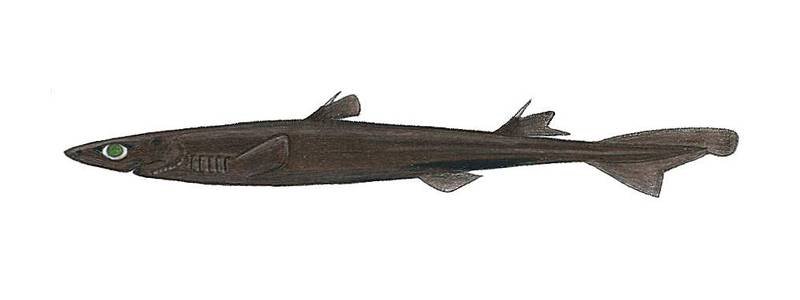 Воронья акула (Etmopterus pusillus), фото фотография рыбы