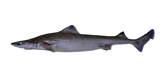 Бурая короткошипая акула (Centrophorus granulosus), фото фотография рыбы