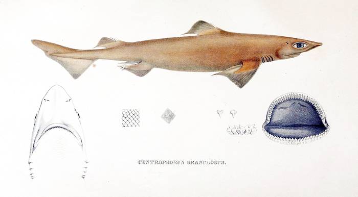 Бурая короткошипая акула (Centrophorus granulosus), фото фотография рыбы