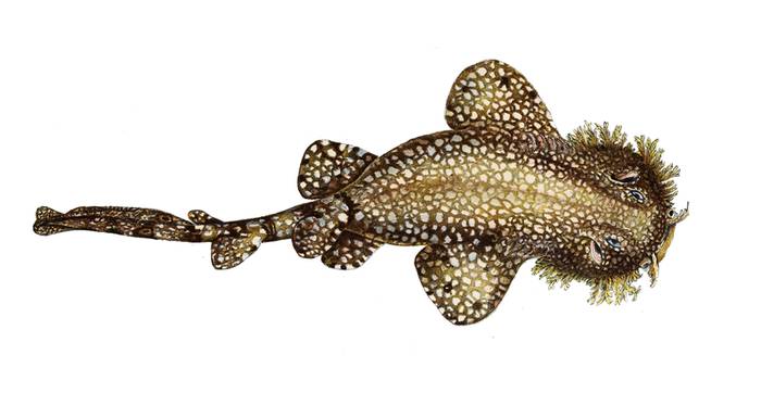 Бородатый воббегонг (Eucrossorhinus dasypogon), фото фотография рыбы
