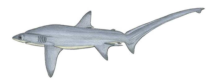 Большеглазая лисья акула (Alopias superciliosus), фото фотография рыбы