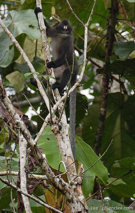 Гололобый лангур, или тонкотел (Presbytis frontata), фото фотография приматы