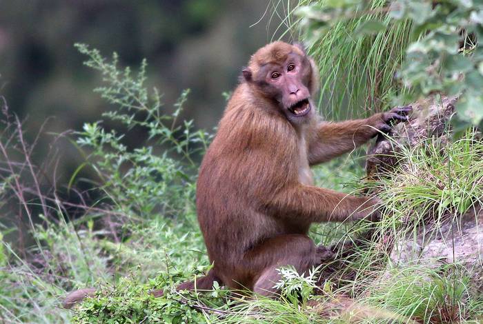Горный резус, или ассамский макак (Macaca assamensis), фото фотография приматы