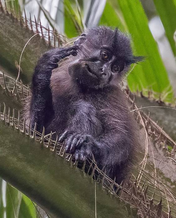 Гривистый мангабей (Lophocebus albigena), фото фотография приматы